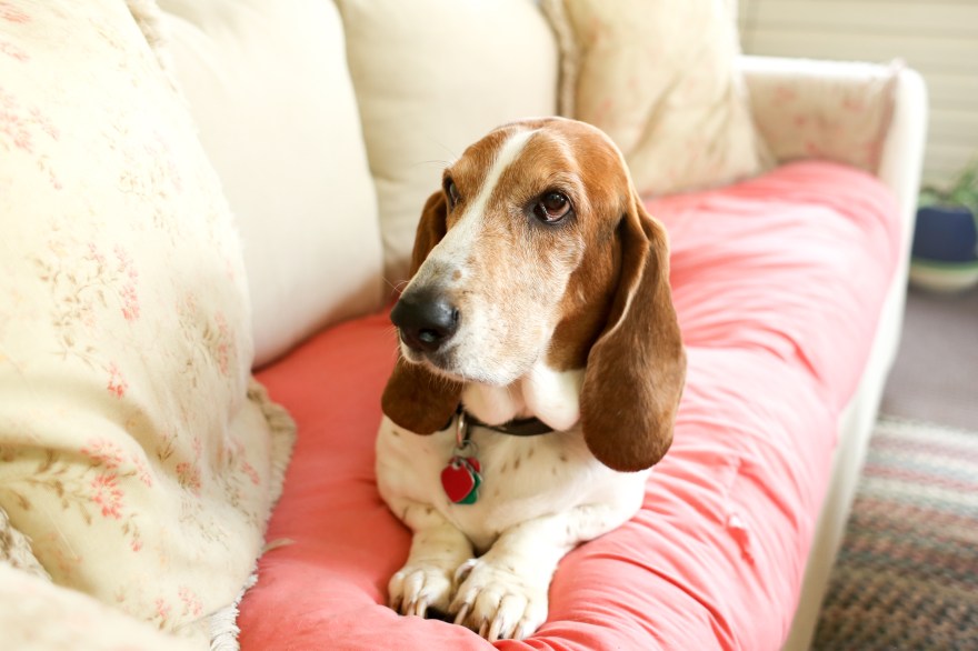 CG_DogsHouse_0820-47