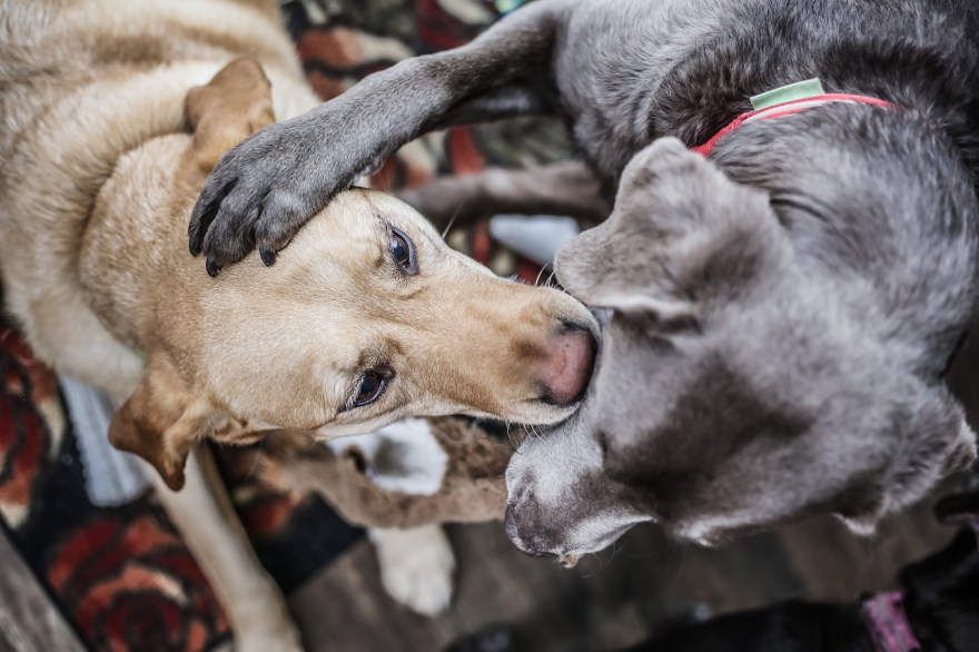 CG_CrystalDogs_1219-15