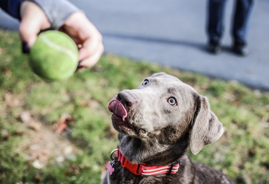 CG_CrystalDogs_1219-28